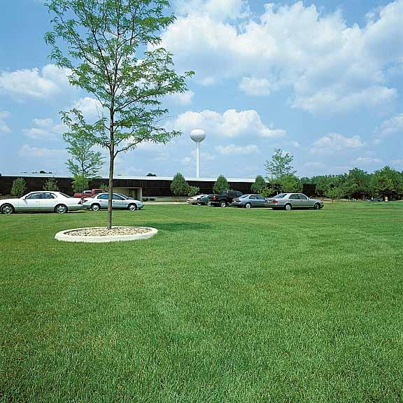 The Pros and Cons of a Grass Parking Area